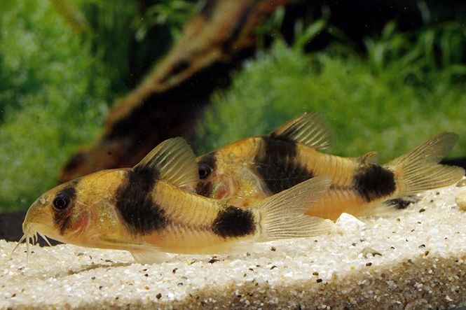 Hovedbilde Corydoras Weitzmani 