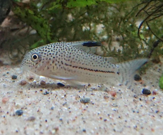 Hovedbilde Corydoras Julii VF Belem 