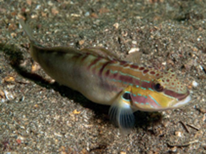Hovedbilde Amblygobius Stethophthalmus 