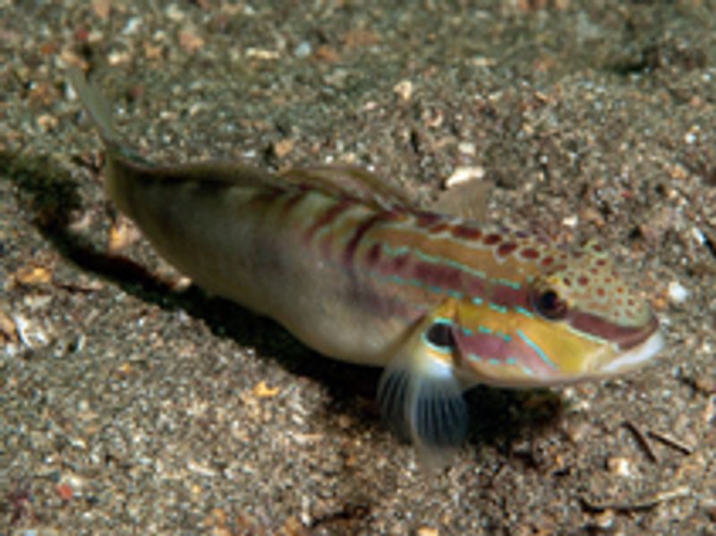 Amblygobius Stethophthalmus 