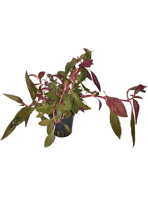 Alternanthera rosaefolia Akvarieplante