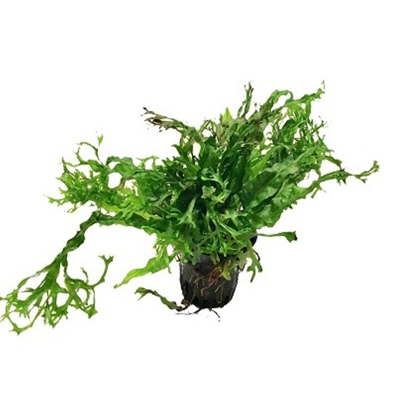 Microsorium windelov Akvarieplante