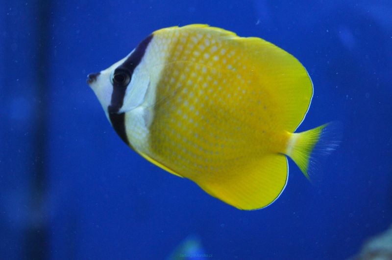 Kleins / Chaetodon Kleini 