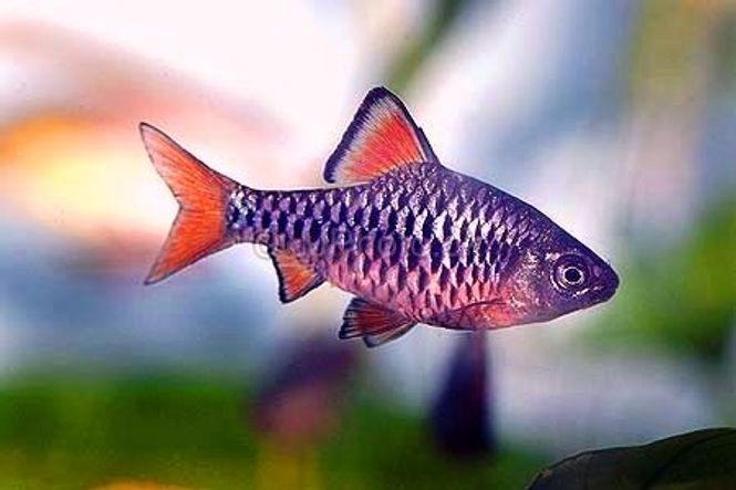 Hovedbilde Nett barbe - Oliotius oligolepis 