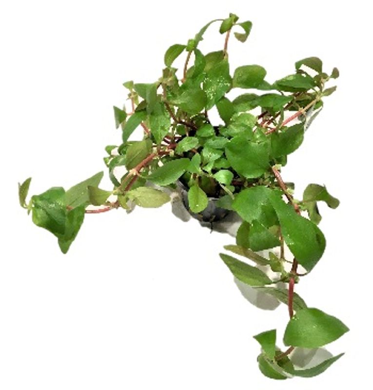 Alternanthera reineckii cardinalis Akvarieplante