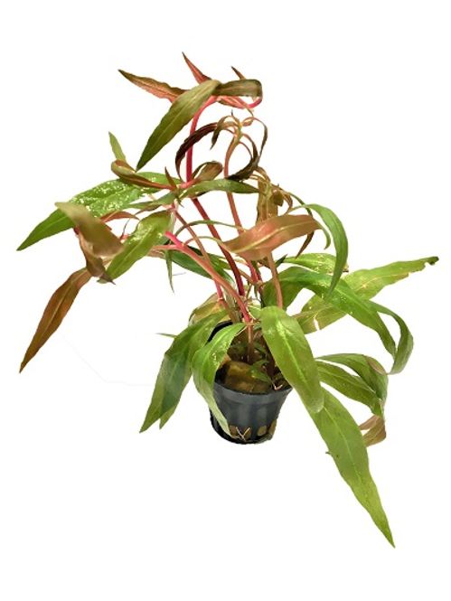 Hovedbilde Alternanthera Reineckii Cardinalis Dubble Red Akvarieplante