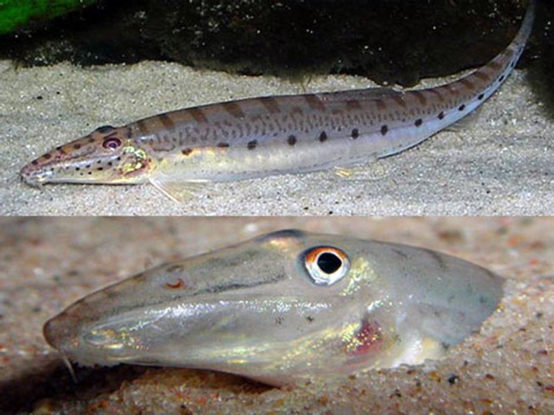  Hestehode  Botia 8-10cm