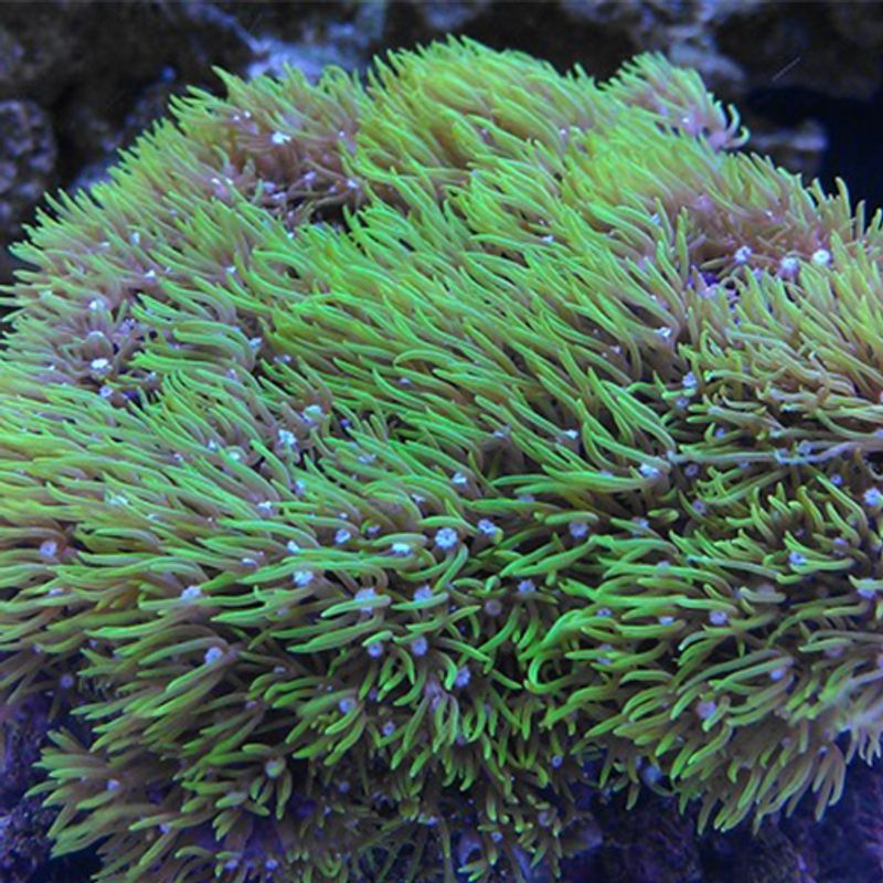 Star Polyps frag