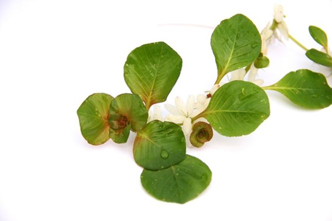 Hovedbilde Ludwigia helminthorrhiza (flyteplante)