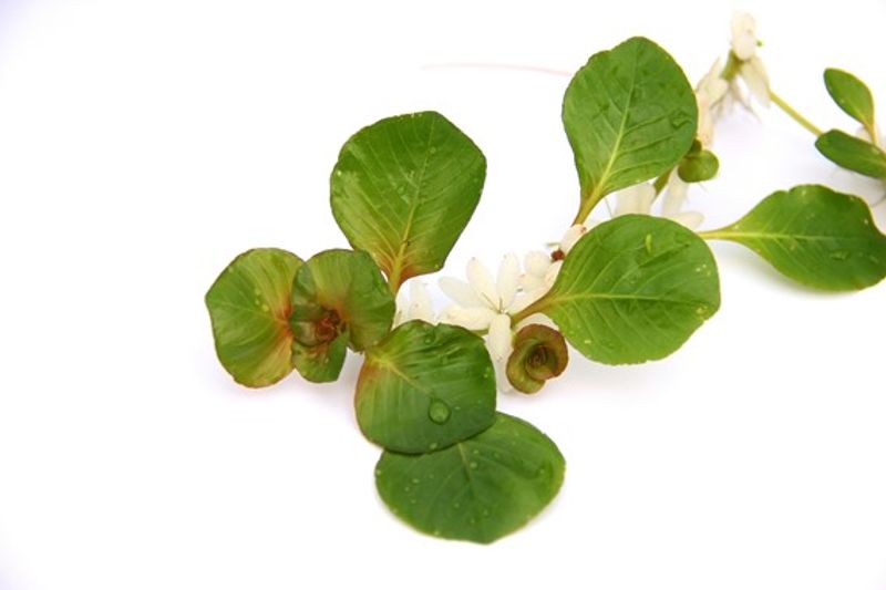 Ludwigia helminthorrhiza (flyteplante)