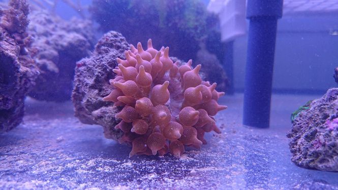 Hovedbilde Rosa Bubble Tip  Anemone small