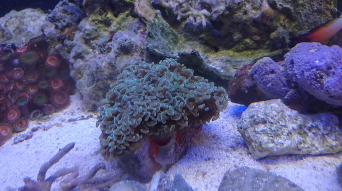 Hovedbilde Hammer Korall Lysegrønn 