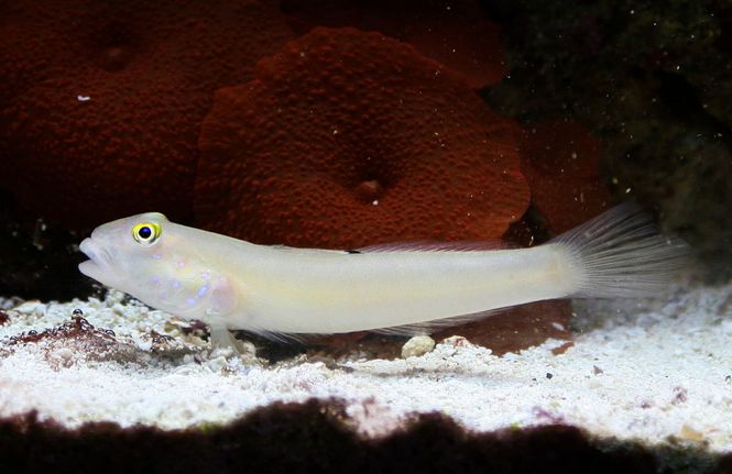Hovedbilde Sleeper blue dot goby / Valenciennea sexguttata