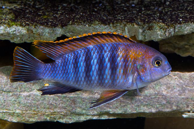 Hovedbilde Pseudotropheus tropheops RED TOP CHILUMBA 8-10CM 