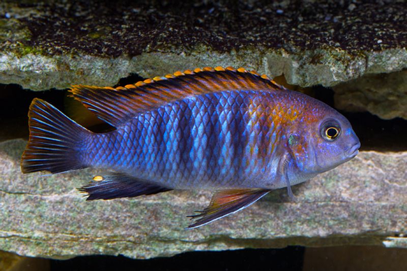 Pseudotropheus tropheops RED TOP CHILUMBA 8-10CM 