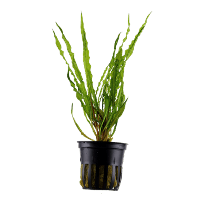 Hovedbilde Cryptocoryne crispatula / Balansae  - Potte 