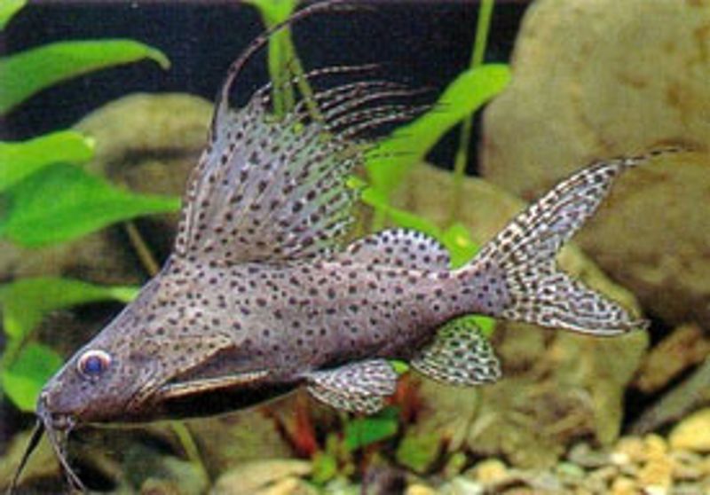 SYNODONTIS VELIFERA 5cm 