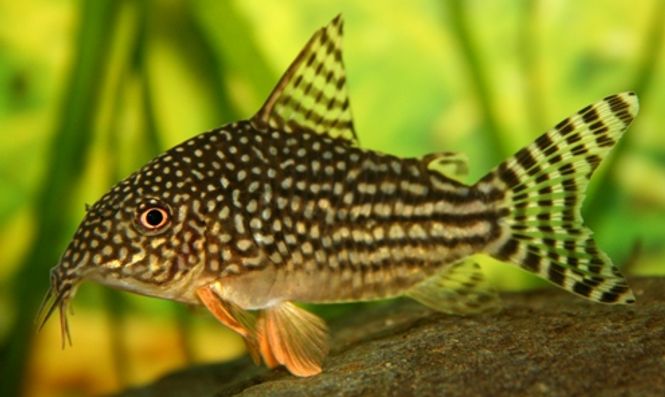 Hovedbilde Corydoras Sterbai 