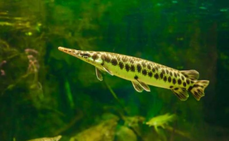 Lepisosteus Oculatus Spotted Gar 