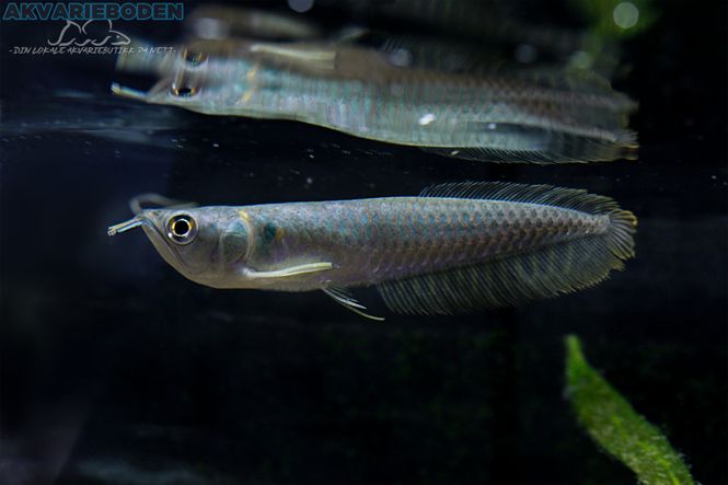 Hovedbilde Blue Berry Arowana 20cm 