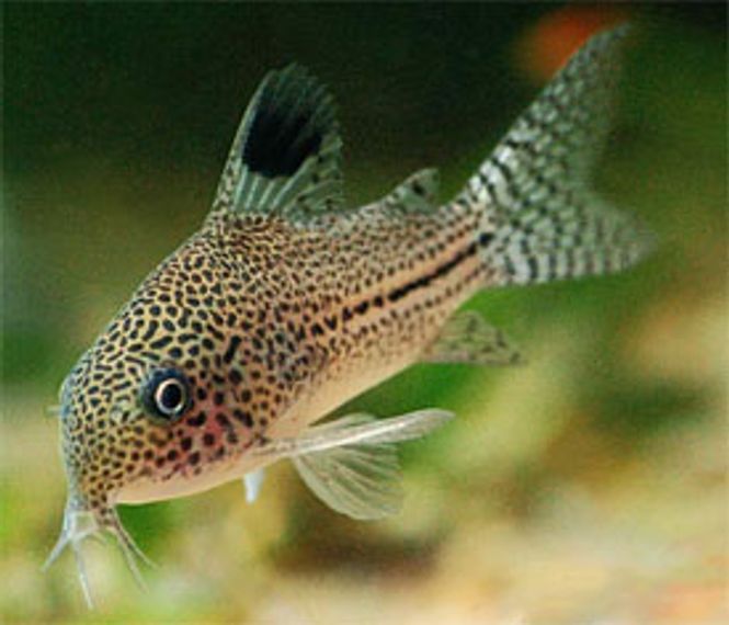 Hovedbilde Corydoras Triliniatus