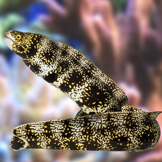 Hovedbilde Echidna nebulosa