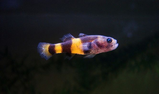 Hovedbilde Brachygobi xanthomelas Humle goby