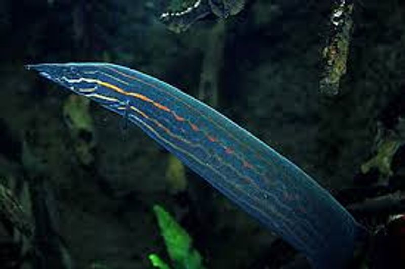 Mastacembelus erythrotaenia Ild Ål 40-50cm