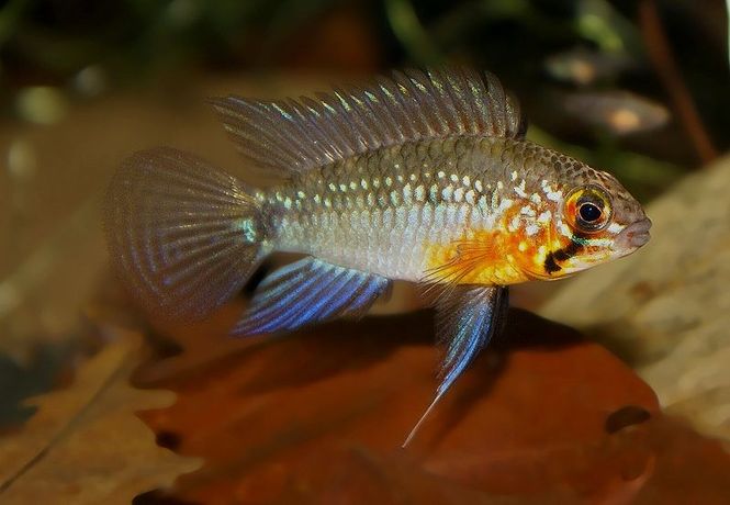 Hovedbilde APISTOGRAMMA LINKEI 3-4cm