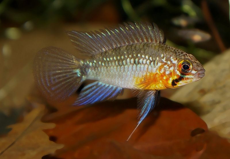 APISTOGRAMMA LINKEI 3-4cm