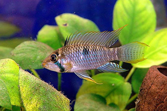 Hovedbilde APISTOGRAMMA STEINDACHNERI 3-4cm