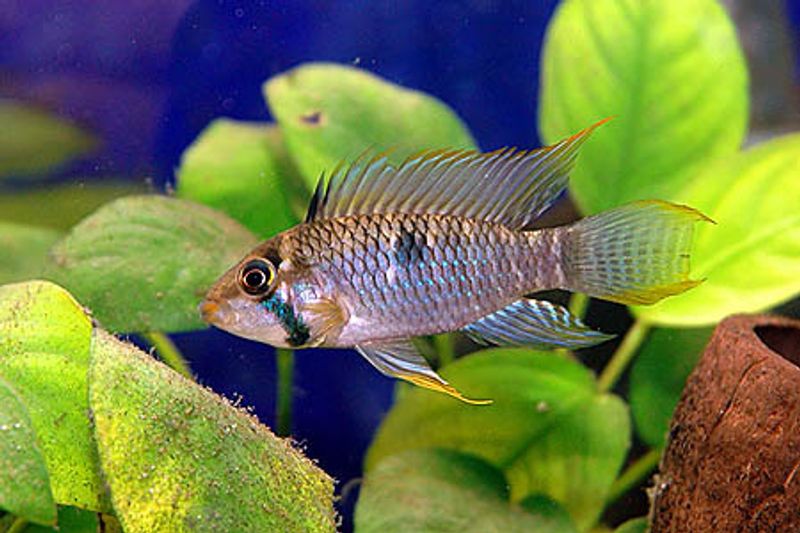 APISTOGRAMMA STEINDACHNERI 3-4cm