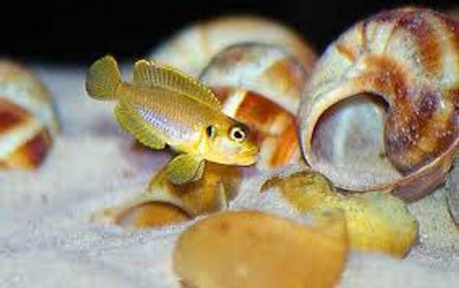 Hovedbilde LAMPROLOGUS OCELATUS GOLD 2-2,5cm