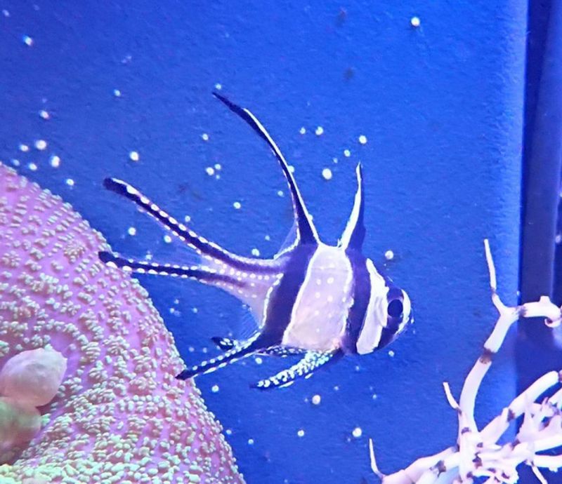 Pterapogon kauderni /Bangaii