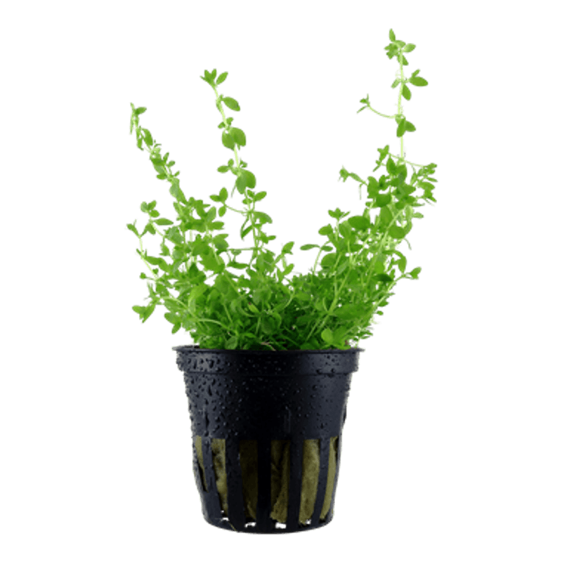 Hemianthus micranthemoides - Potte