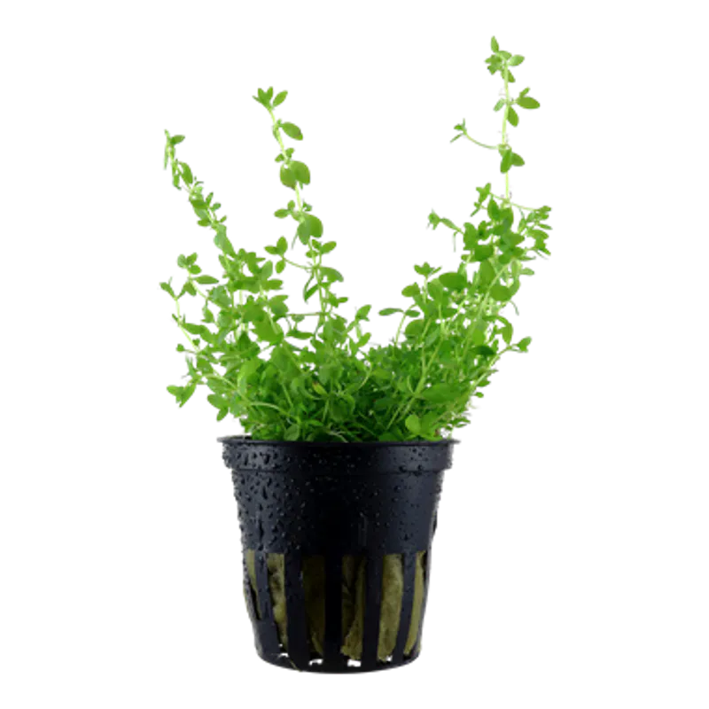 Hemianthus micranthemoides - Potte