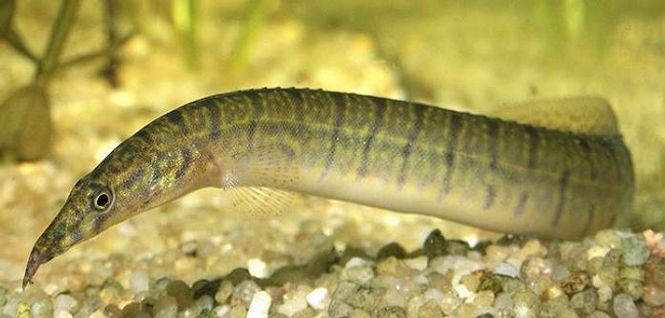 Hovedbilde Sebra Pilnebb / MASTACEMBELUS ZEBRINUS