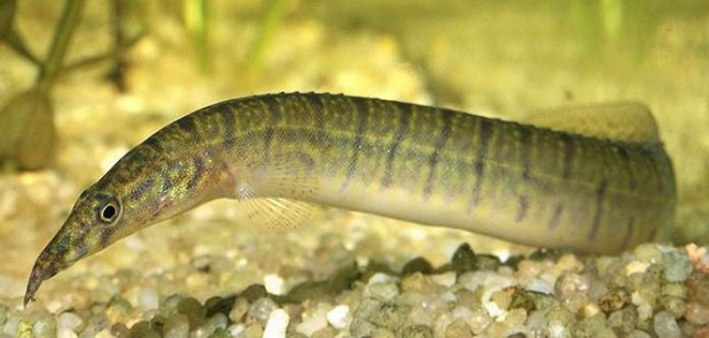 Sebra Pilnebb / MASTACEMBELUS ZEBRINUS