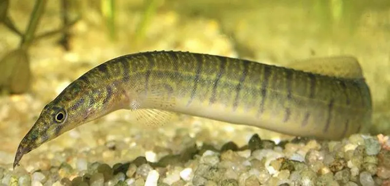 Sebra Pilnebb / MASTACEMBELUS ZEBRINUS
