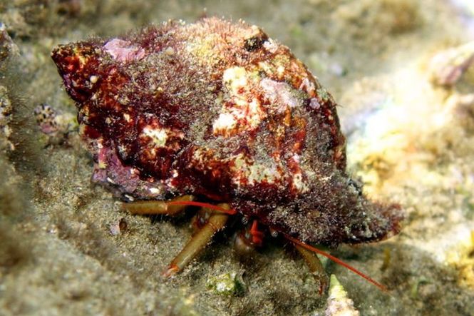 Hovedbilde EREMITKRABBE MIX KENYA 1-3CM