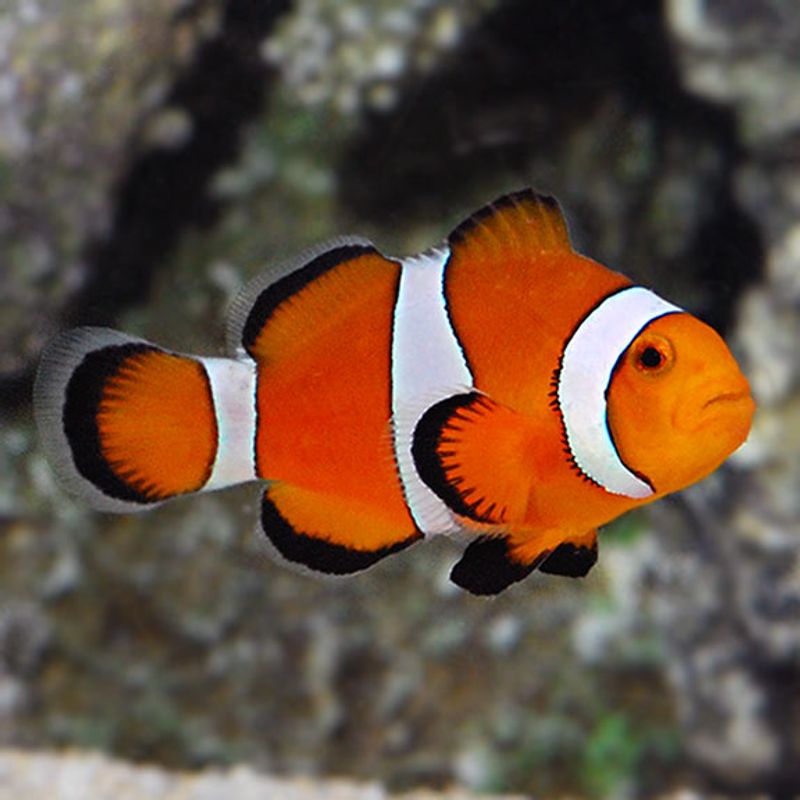 Klovnefisk / Amphiprion ocellaris