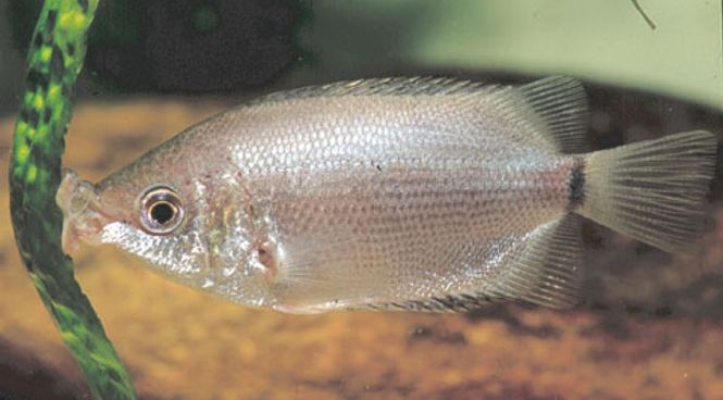 Hovedbilde Kysse gurami 4-5cm