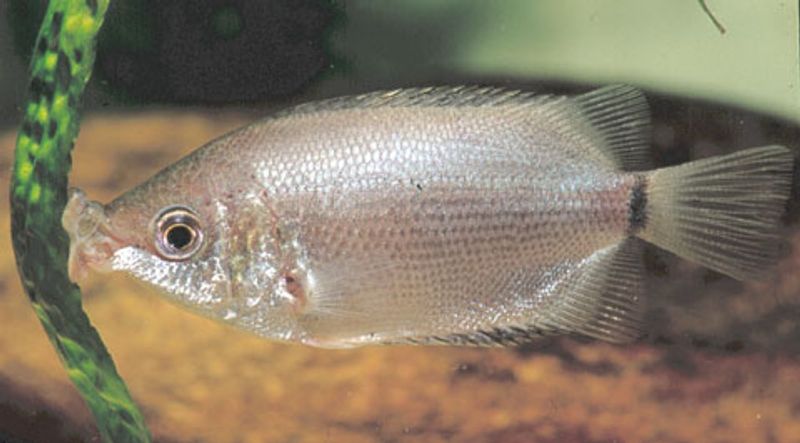 Kysse gurami 4-5cm