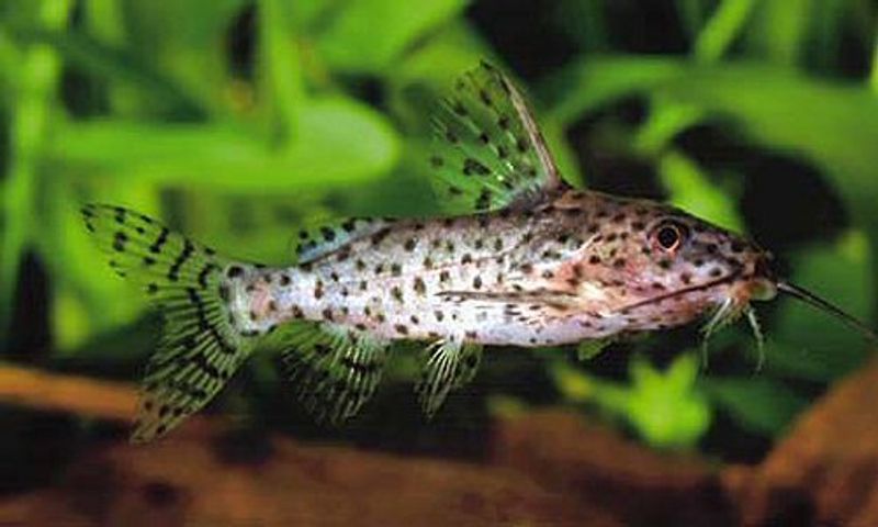 SYNODONTIS NIGRITA