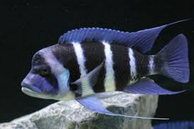 Hovedbilde Frontosa Ciklide F1 8-10cm