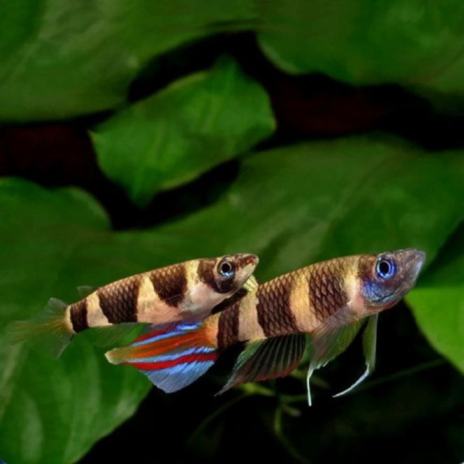 Hovedbilde Klovne Killi Pseudoepiplatys annulatus