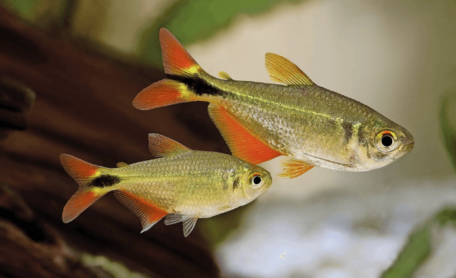 Hovedbilde Norsk Flagg Tetra 