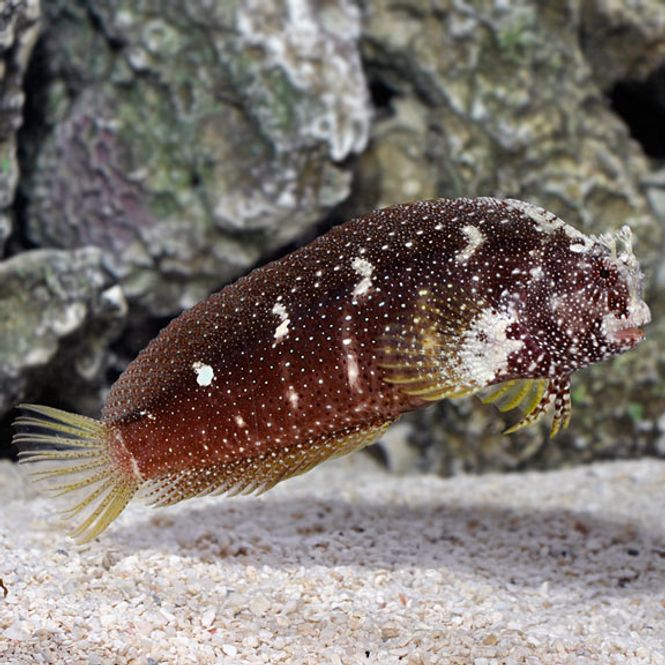 Hovedbilde Stjerne Blenny  / Salarias Ramosus
