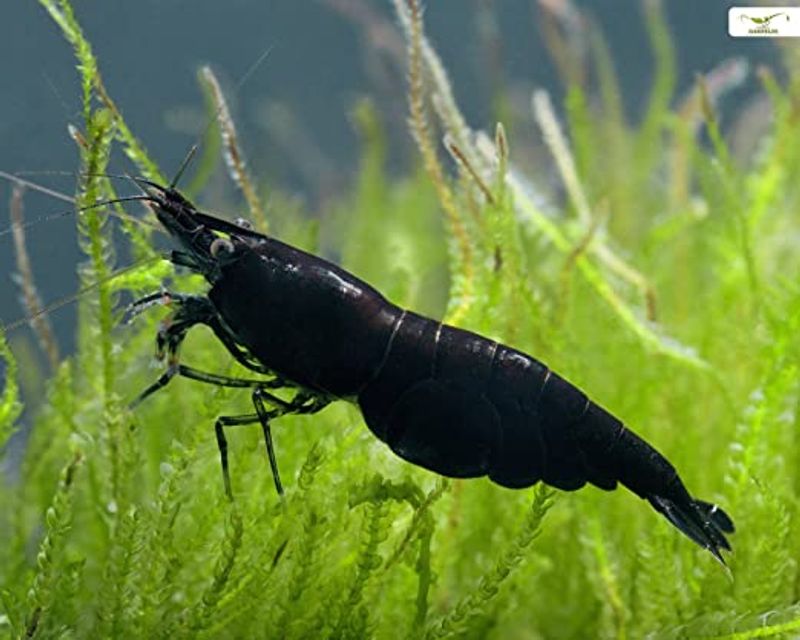 Neocaridina davidi /svart sakura reke