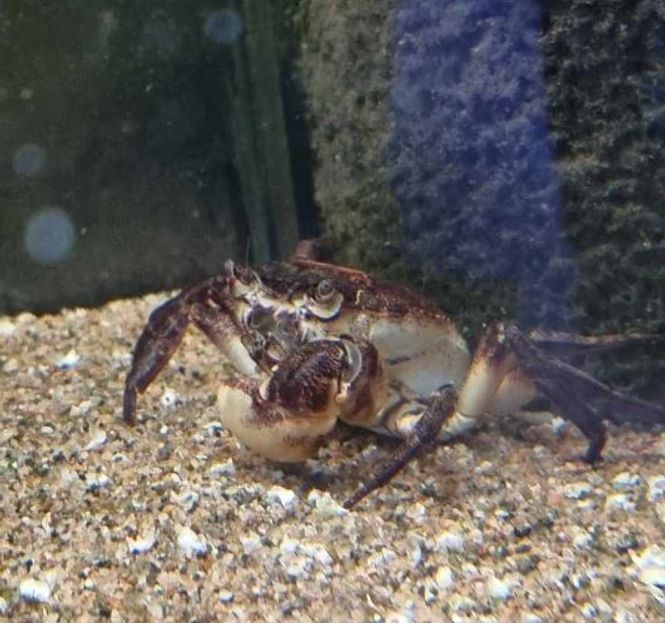 Hovedbilde Laevimon kottelati 5-6cm